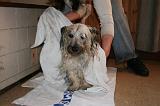 SECHAGE - SKYE TERRIER 032